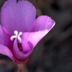 Purple flower closeup