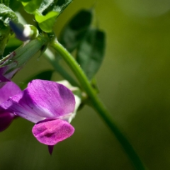 Purple flowers