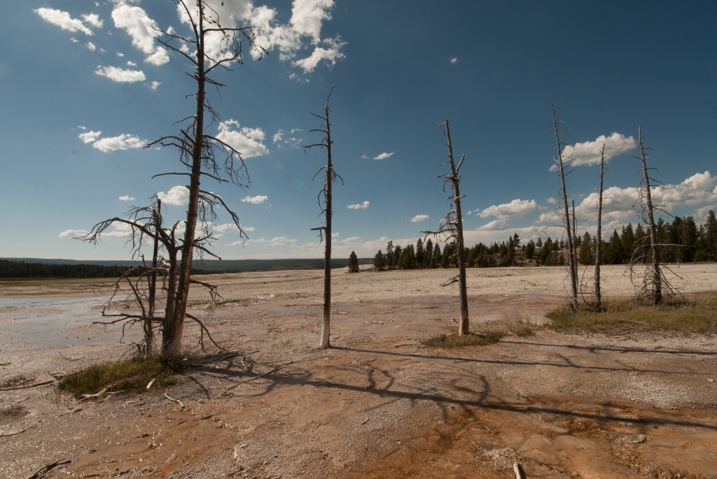 Yellowstone National Park, Wyoming photograph. There were a lot of scraggly trees in <a href='http://www.nps.gov/yell/index.htm'>Yellowstone</a>, and things smelled like sulfury eggs.