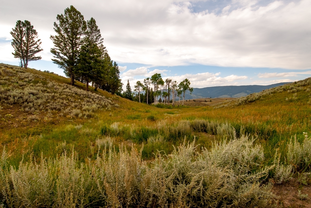 Yellowstone National Park, Wyoming photograph. This is a field after some wildfires had burnt down the old vegetation, and new plants were cropping up.
