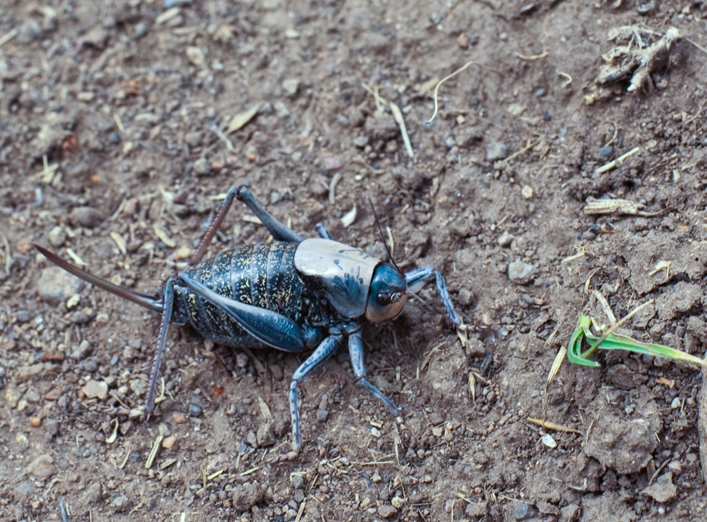Yellowstone National Park, Wyoming photograph. 