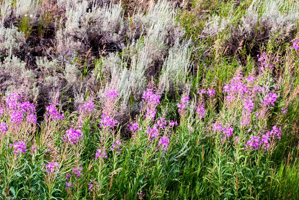 Yellowstone National Park, Wyoming photograph. 