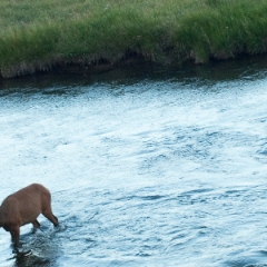 Elk crossing