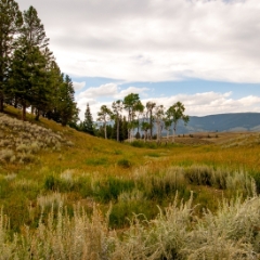 Field of new growth