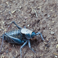 Mormon cricket