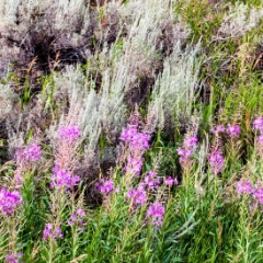 Wildflowers